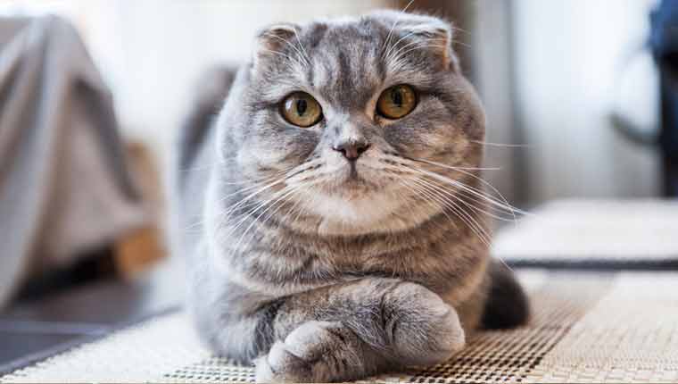 Raças-de-gato-mais-raras-scottish-fold