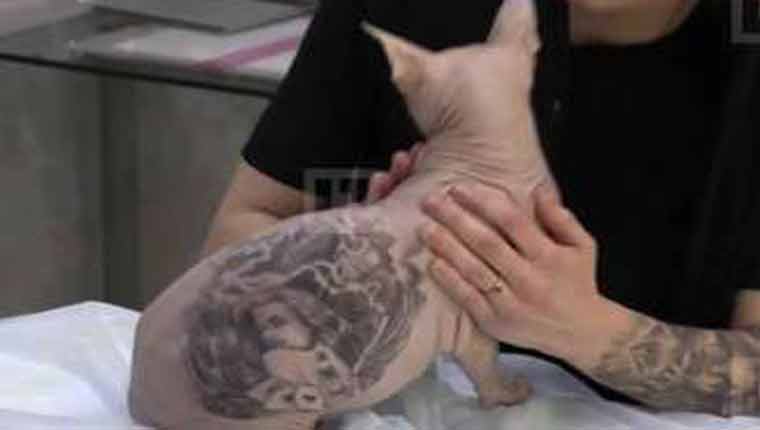 Tatuador-russo-revolta-o-mundo-gatinho-sphynx