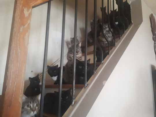 acumulação de gatos