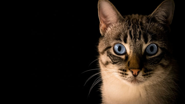 gatinho depressivo