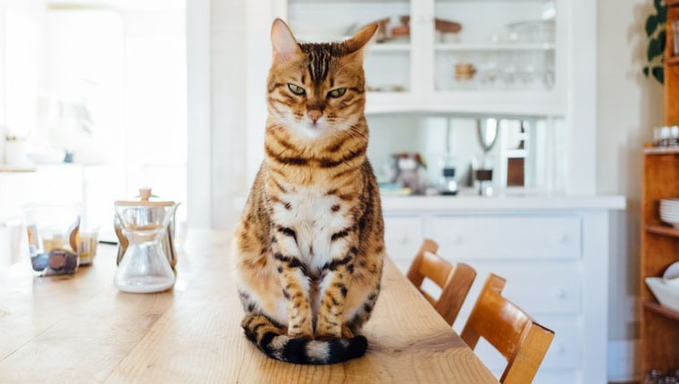 gatinho saúde