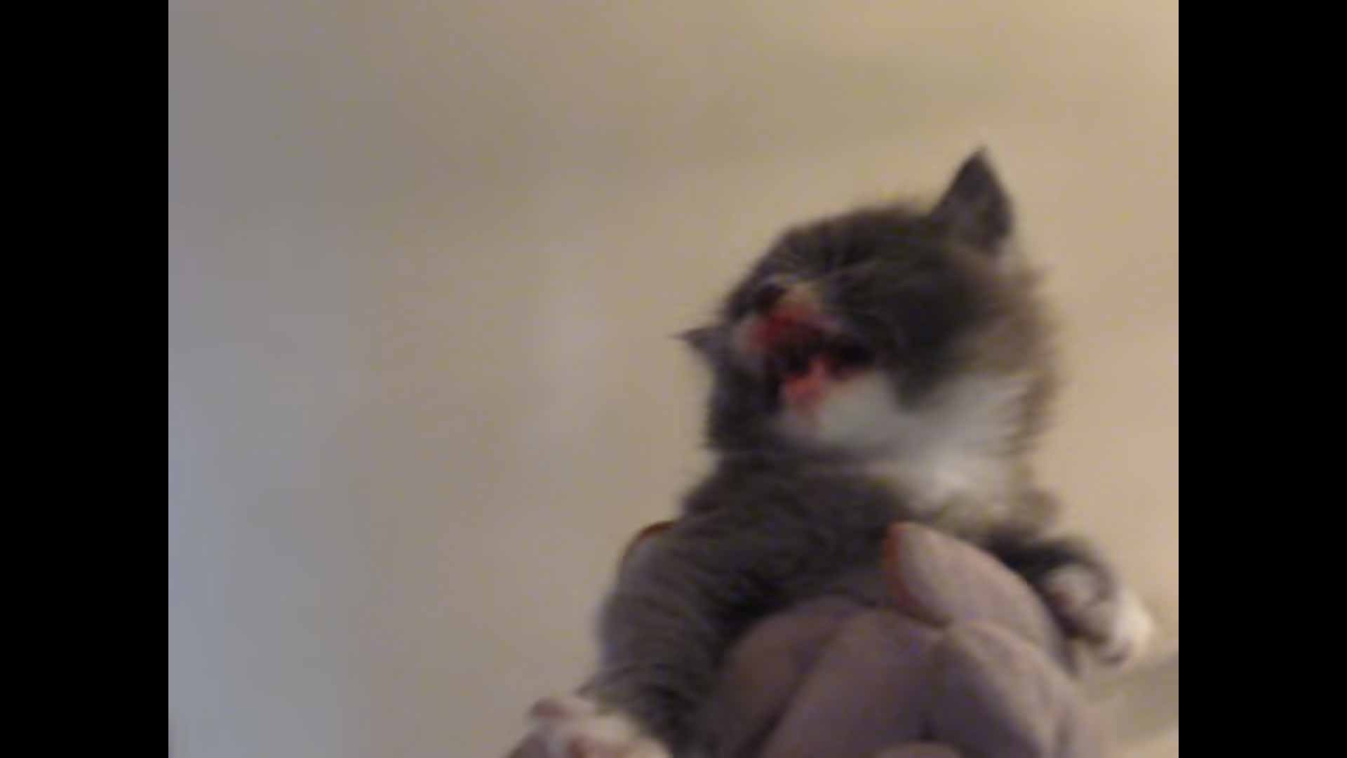 gatinho-tenta-parecer-agressivo-fotos