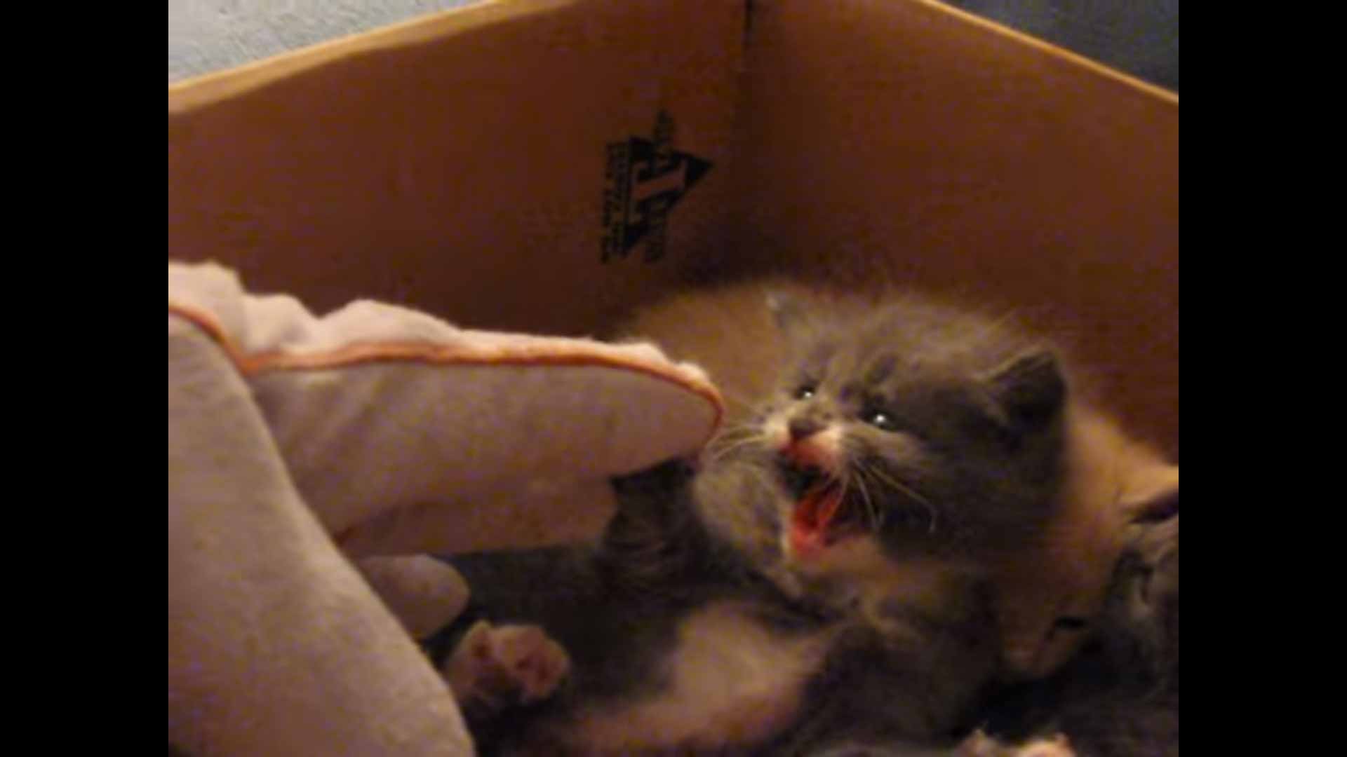 gatinho-tenta-parecer-agressivo-imagens
