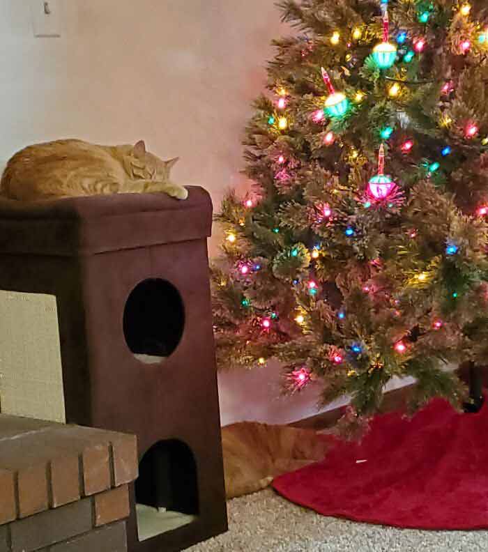 gatinhos-no-natal-fotos