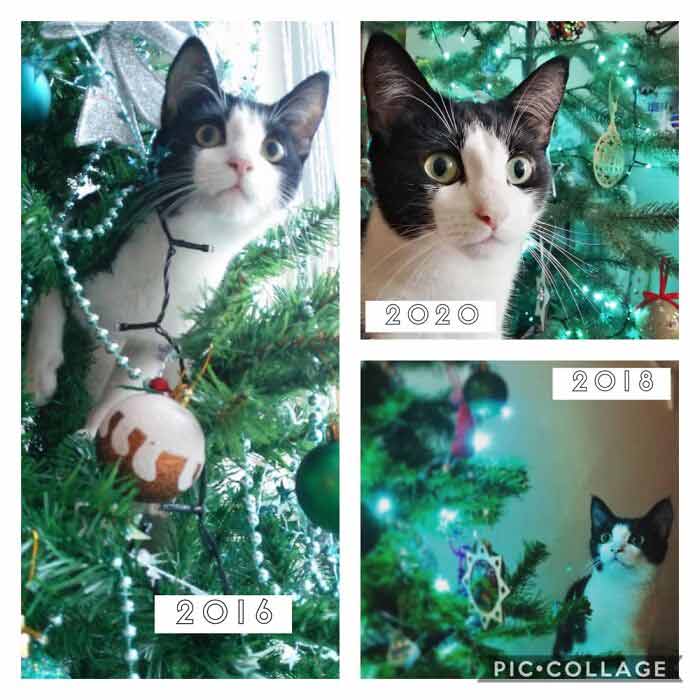 gatos-bagunceiros