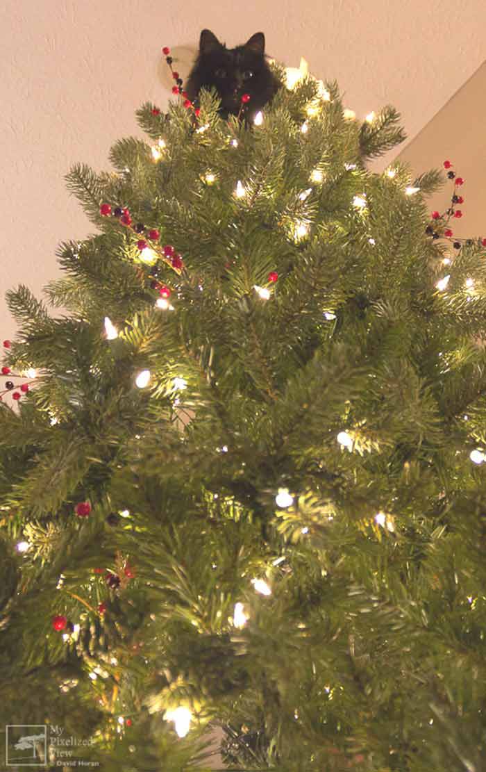 gatos-e-árvores-de-Natal