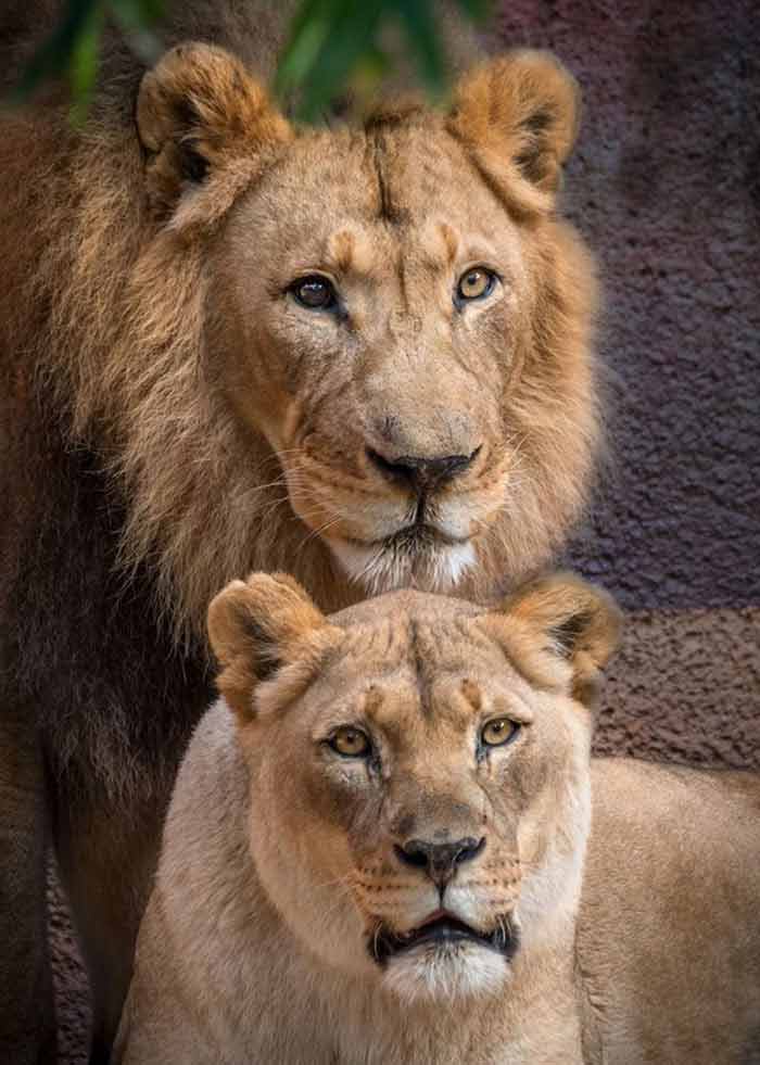 história-de-amor-no-mundo-animal