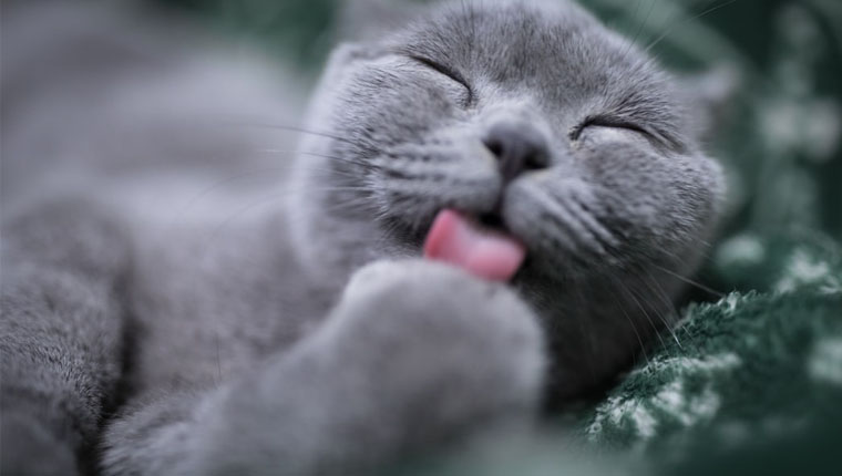 problemas de saúde gatinhos