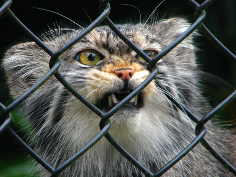 raças de gatinhos mais lindas