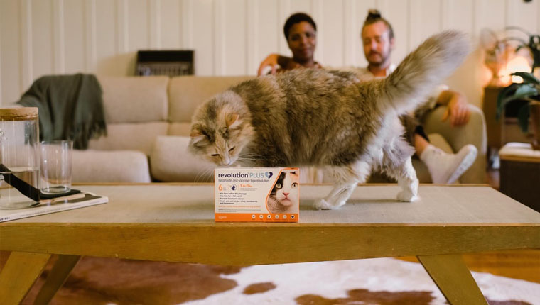 remédio para gatos
