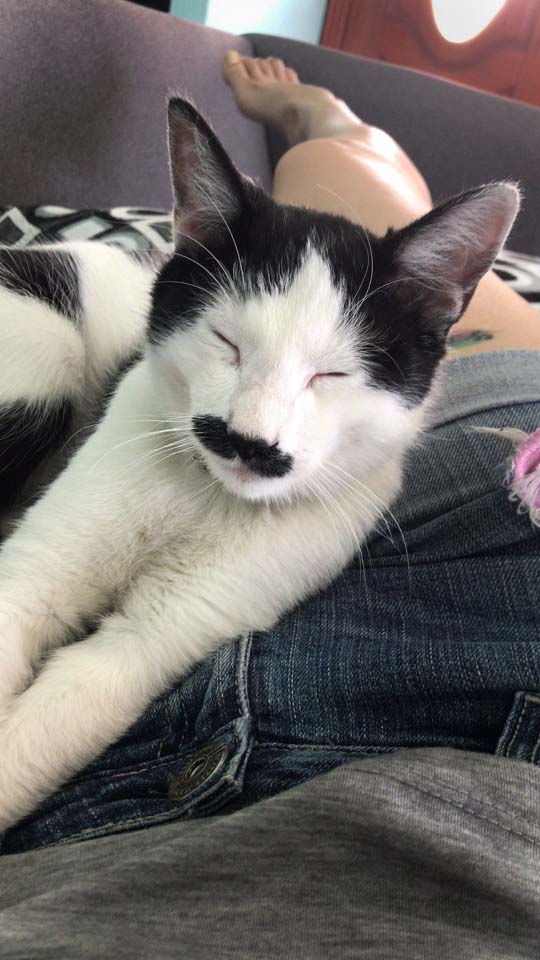 gato com bigode perfeito fotos