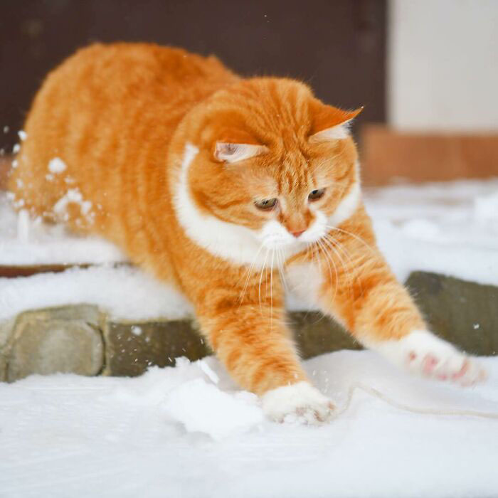 gato neve