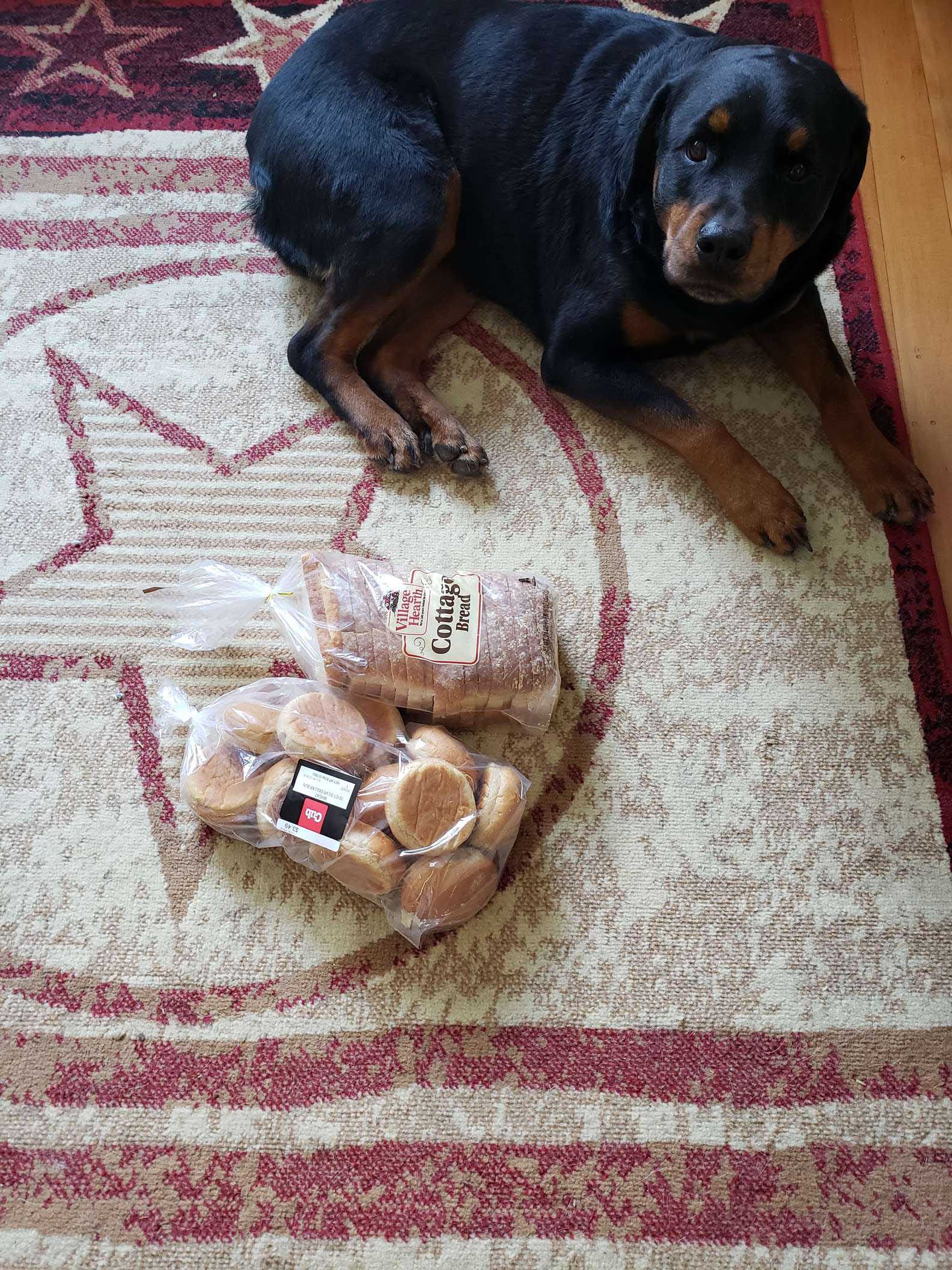 Cachorro fiel coleta e protege pães