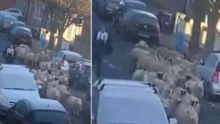 Ovelhas correm pela cidade para se salvar