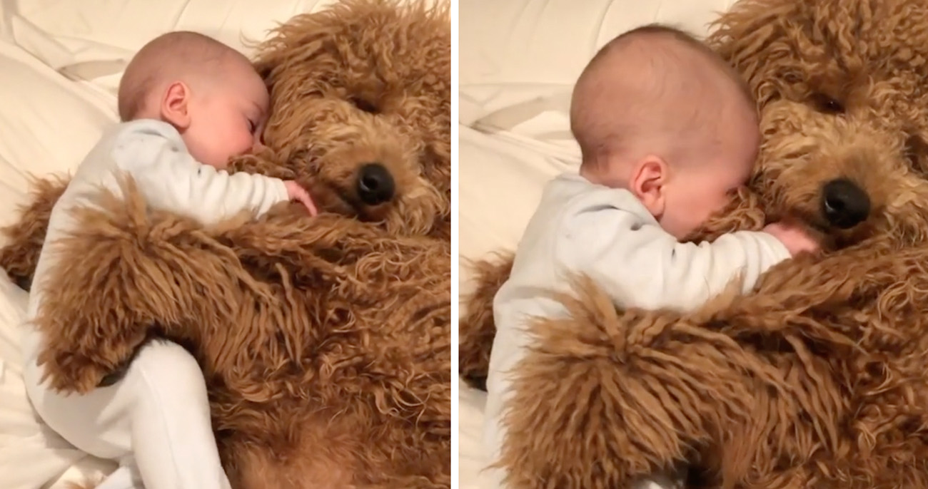 Bebê afaga e adormece nos pelos de cachorro