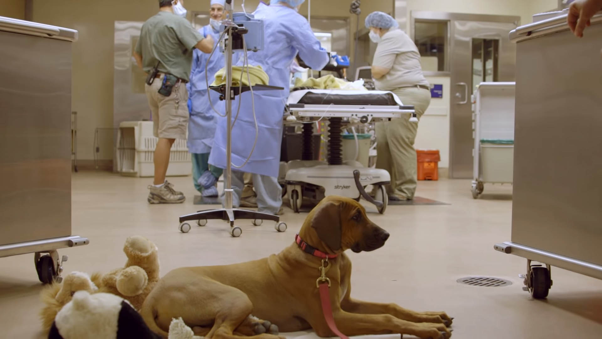 Cachorro preocupado aguarda cirurgia