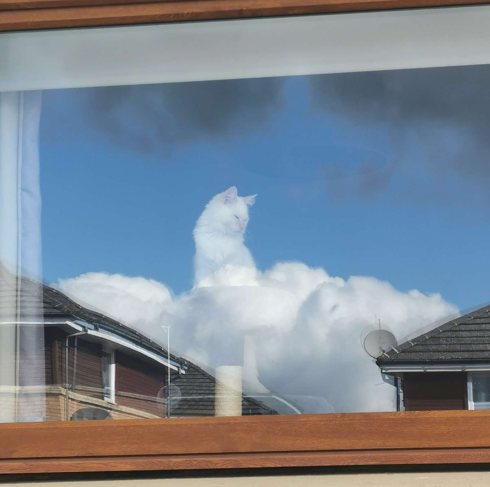 Gatinho observa o mundo nuvens