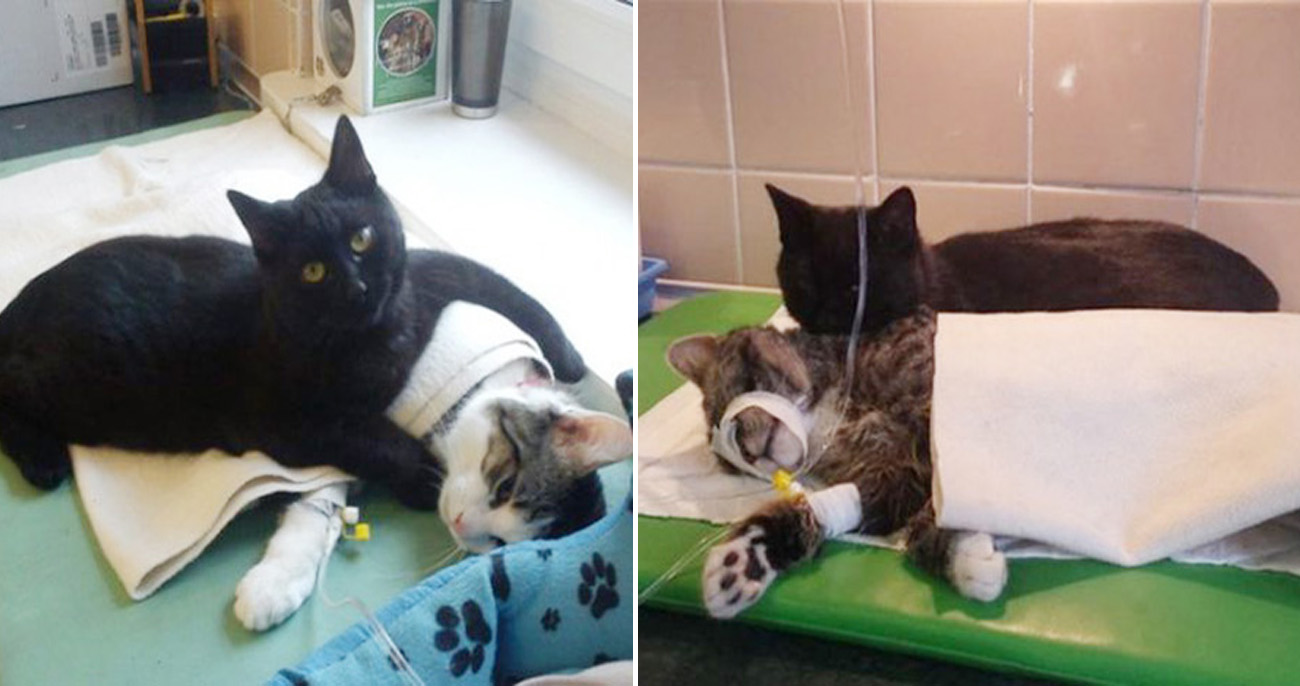 Gato resgatado por veterinários