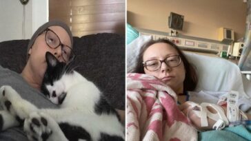Mulher afirma que o gato sabia sobre câncer e salvou a vida dela 