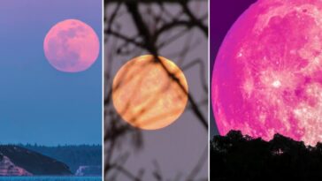 Superlua rosa: Curiosidades sobre o fenômeno da lua mais linda do ano 