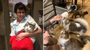 Enfermeira psiquiátrica deixou emprego para criar um café com gatos 