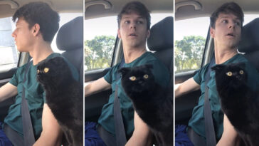 Esse gatinho não confia muito no dono quando ele está dirigindo 