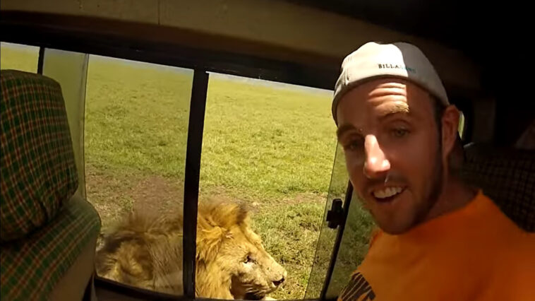 Turista tenta tocar leão