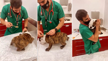 Veterinário amoroso usa truque incrível para vacinar cãozinho sem dor