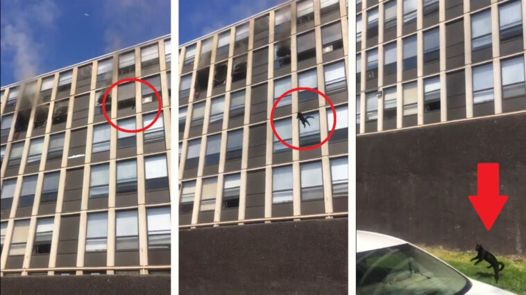 Vídeo registra um gatinho pulando de prédio