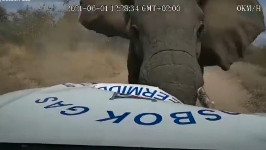 Elefante esmaga caminhão