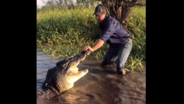 Homem brinca com crocodilo enquanto animal tenta atacá-lo 