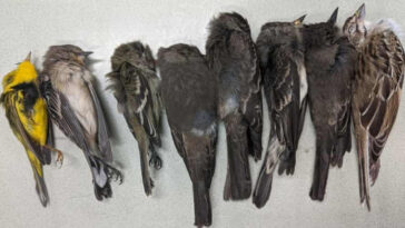 Milhares de pássaros morrem do nada nos EUA e preocupam cientistas 