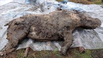 Rinoceronte de 20 mil anos foi encontrado congelado e 80% intacto 