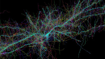Incrível: mapa colorido mostra a complexidade do cérebro humano 