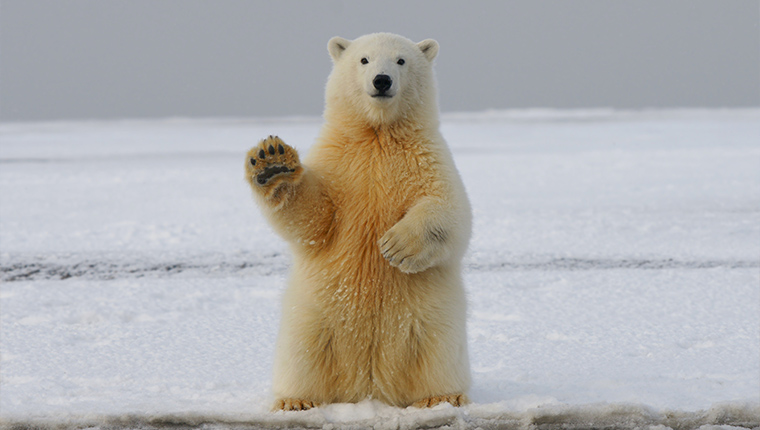 fatos sobre ursos polares