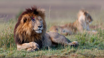 O leão mais famoso do mundo: Scarface morre no Quênia 