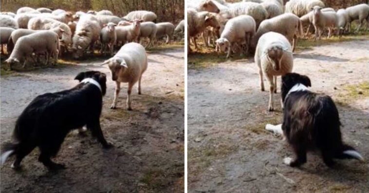 Cão pastor é desafiado por ovelha