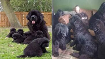 Família vive com 8 cães Terra Nova em uma casa 