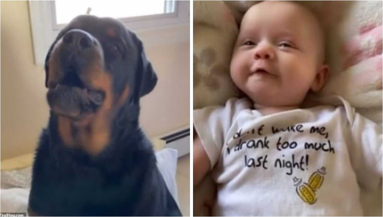 Cachorro ensina irmãzinha humana