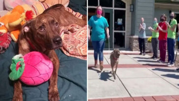 Cachorro mais antigo de abrigo recebe salva de palmas ao ser adotado 