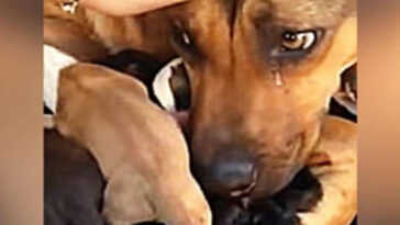 Cadela chora ao ser resgatada com seus filhotes em vídeo comovente 