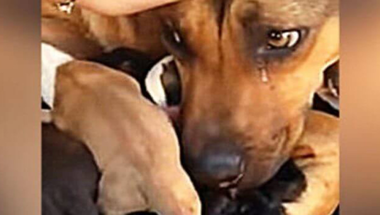 Cadela chora ao ser resgatada com seus filhotes