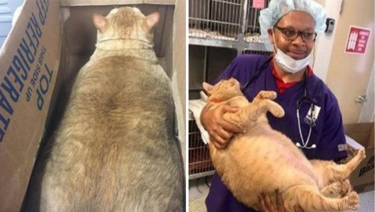 Gatinho gigante de 35 quilos adotado