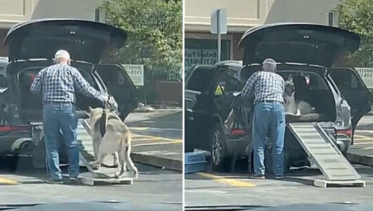 Homem constrói rampa para ajudar cachorro