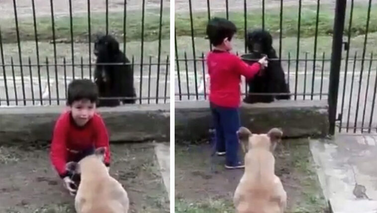 Menino divide ração de seu cão com um cachorro de rua