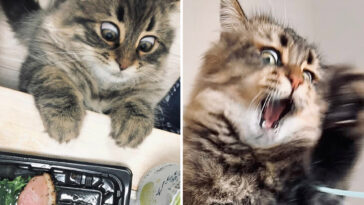 O gatinho mais expressivo da internet vai te arrancar gargalhadas em 30 fotos
