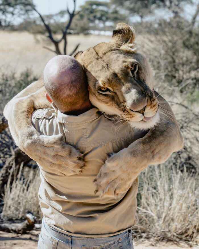 Amizade entre humano e leão