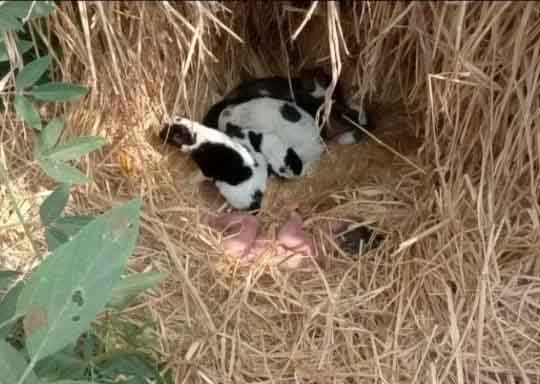 Recém nascido abandonado sobreviveu após ninhada de filhotes