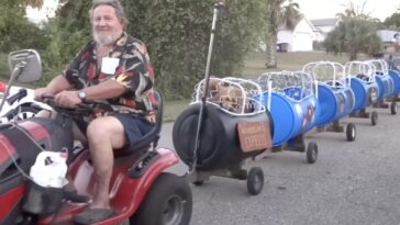 Casal constrói um trenzinho para levar cães resgatados para passear