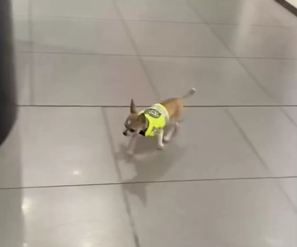 cachorrinho policial minúsculo